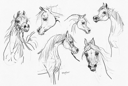 Beautiful arabian horse. Pencil portrait of a horse. Equine drawing. Stock  Illustration | Adobe Stock