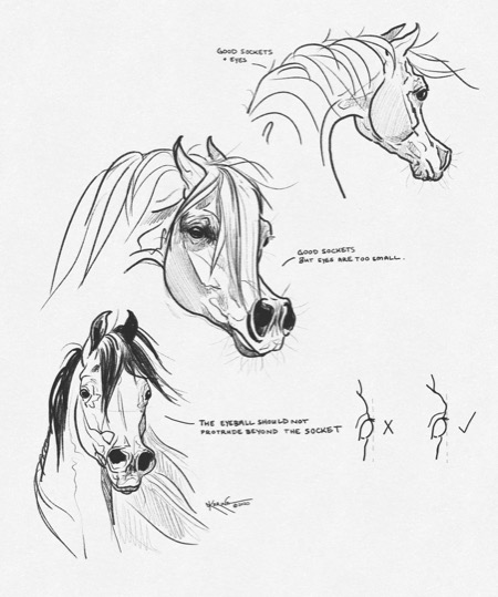 Arabian Horse Equine Art Horse Portrait Equestrian - Etsy