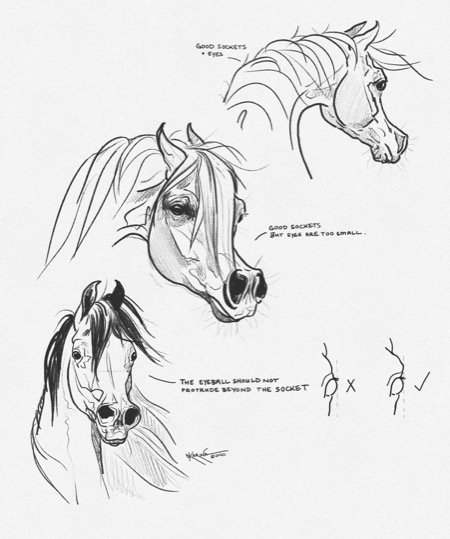 Line art Arabian horse Drawing Sketch arabian horse head horse white png   PNGEgg