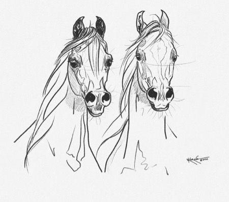 arab horse vector sketch 7307754 Vector Art at Vecteezy