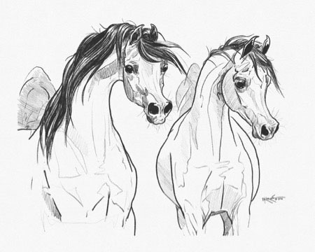 Arabian horse portrait drawing Stock Photo - Alamy